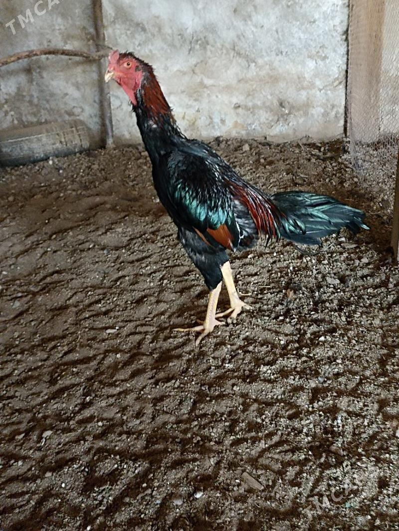 daýsowy байсовы - Mary - img 3