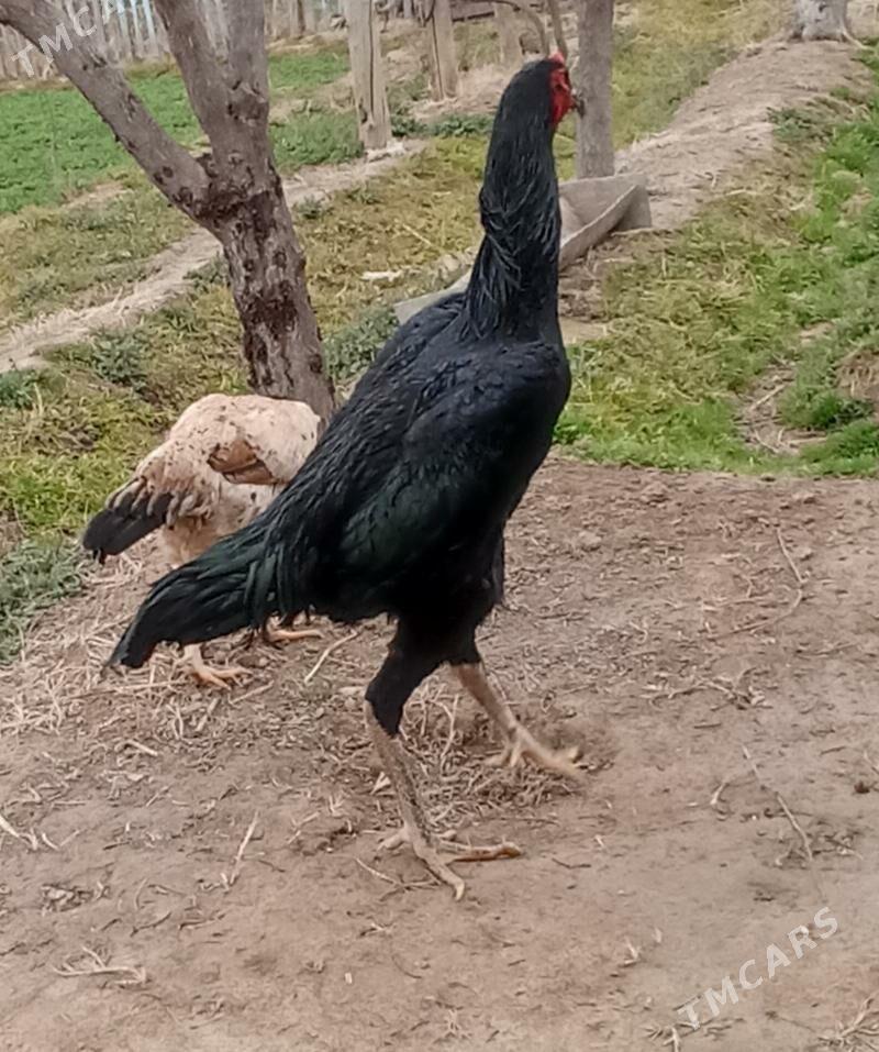 daýsowy байсовы - Mary - img 6