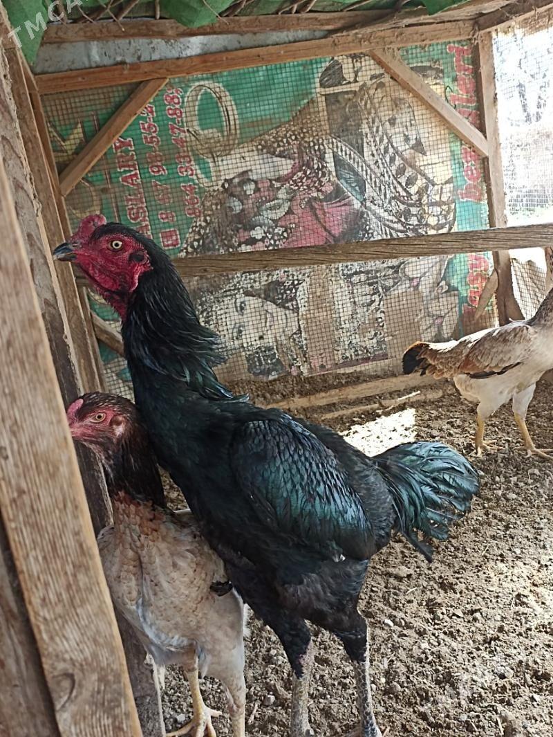 daýsowy байсовы - Mary - img 5