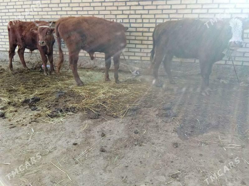 öküz. - Мары - img 2