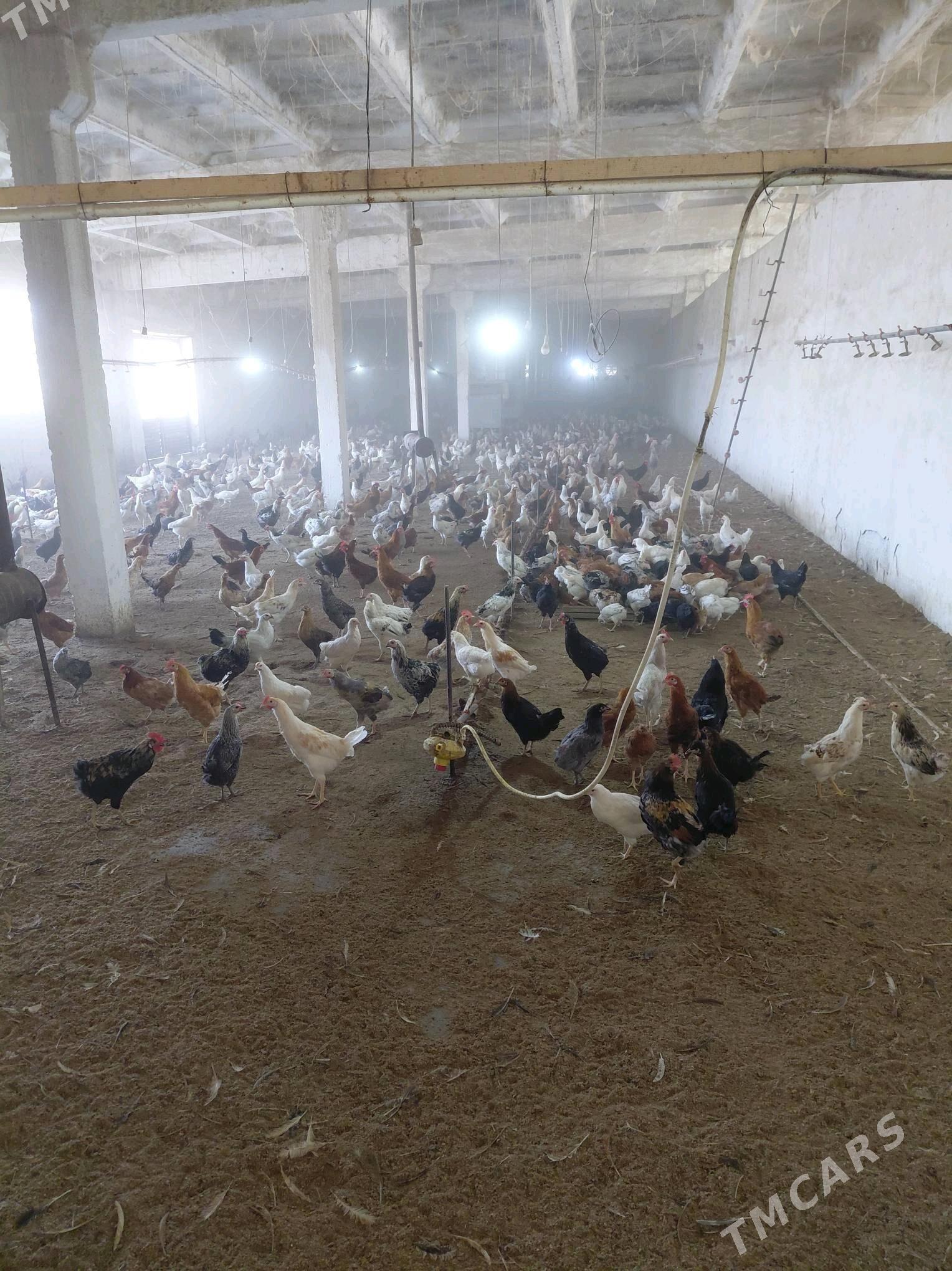 horaz - Saýat - img 2