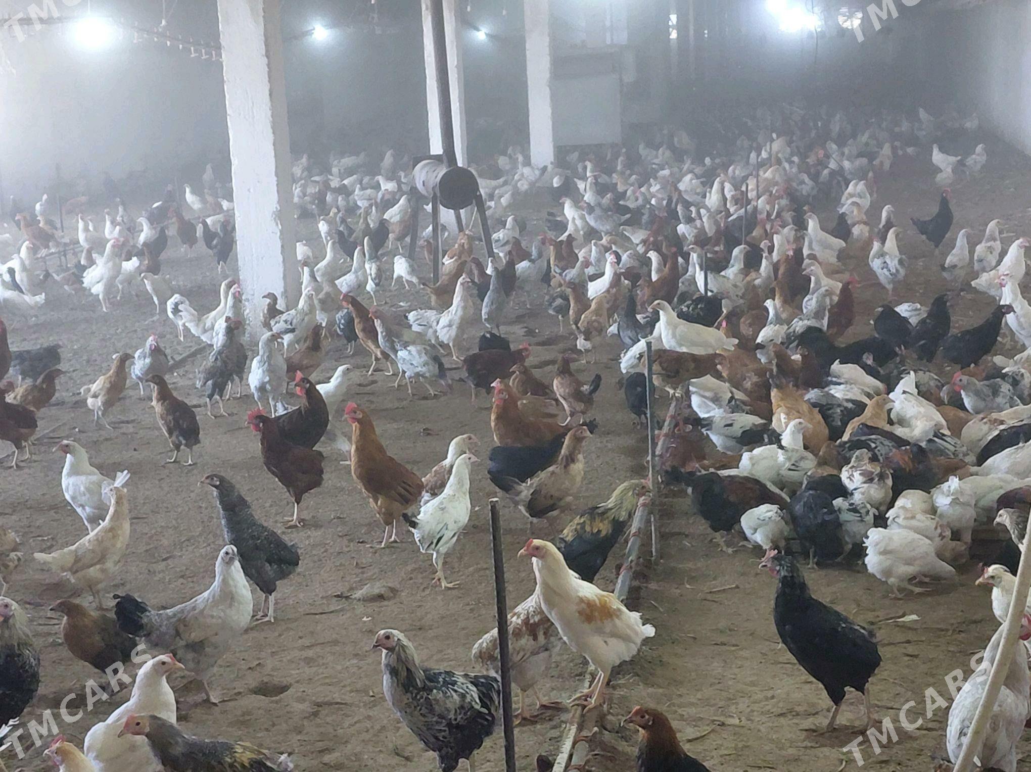 horaz - Saýat - img 1