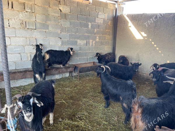 Gysyr  Geci - Бахарден - img 4