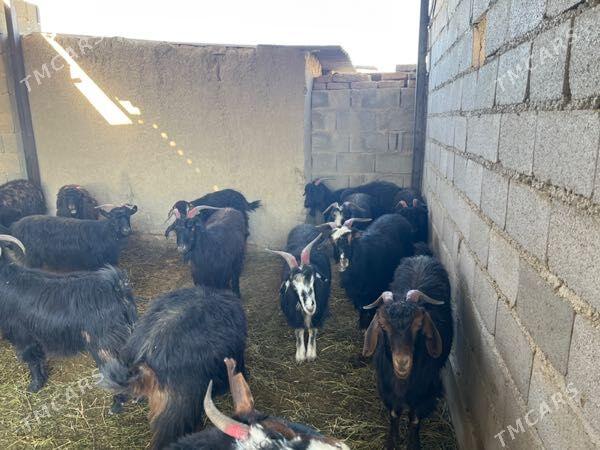 Gysyr  Geci - Бахарден - img 3