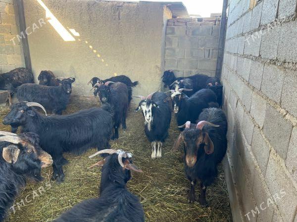 Gysyr  Geci - Бахарден - img 2