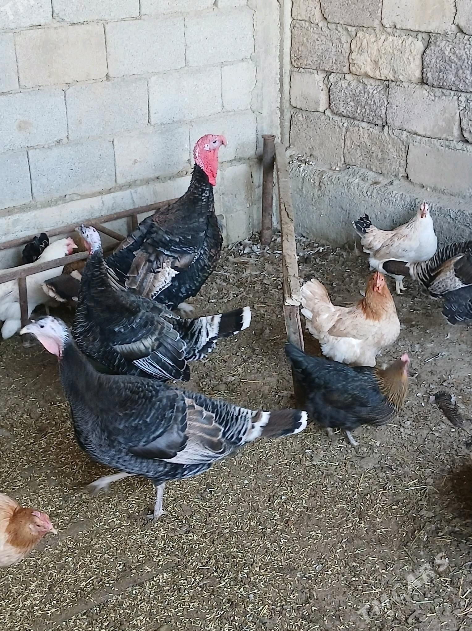 Induk - Яшлык - img 4