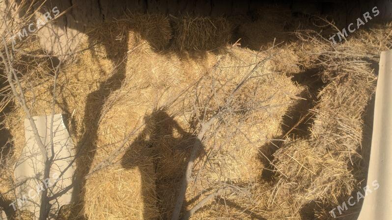 ot - Darganata - img 3