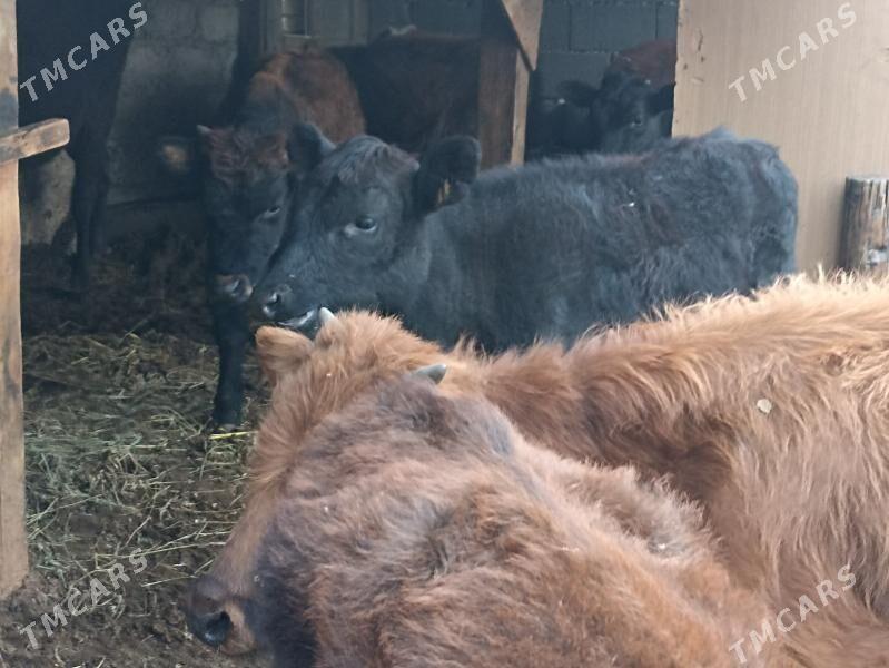 öküzçe tüwe öküz göle - Ашхабад - img 9