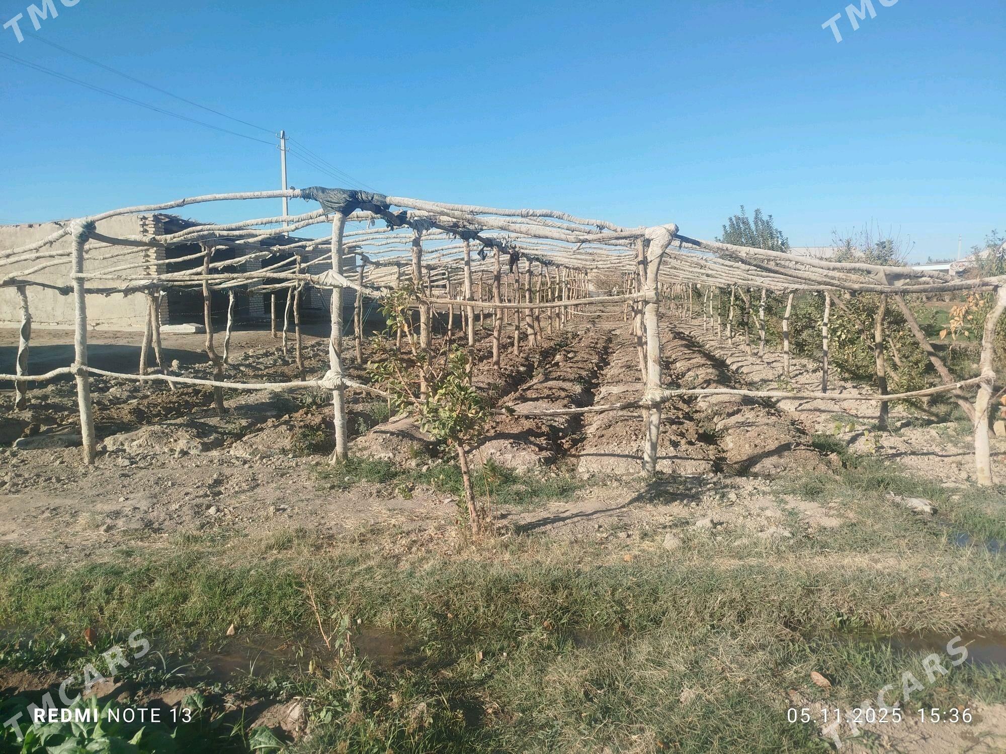 Agaç parnik - Сакарчага - img 1