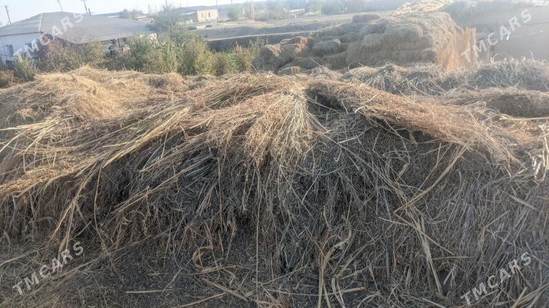 ot - Darganata - img 2