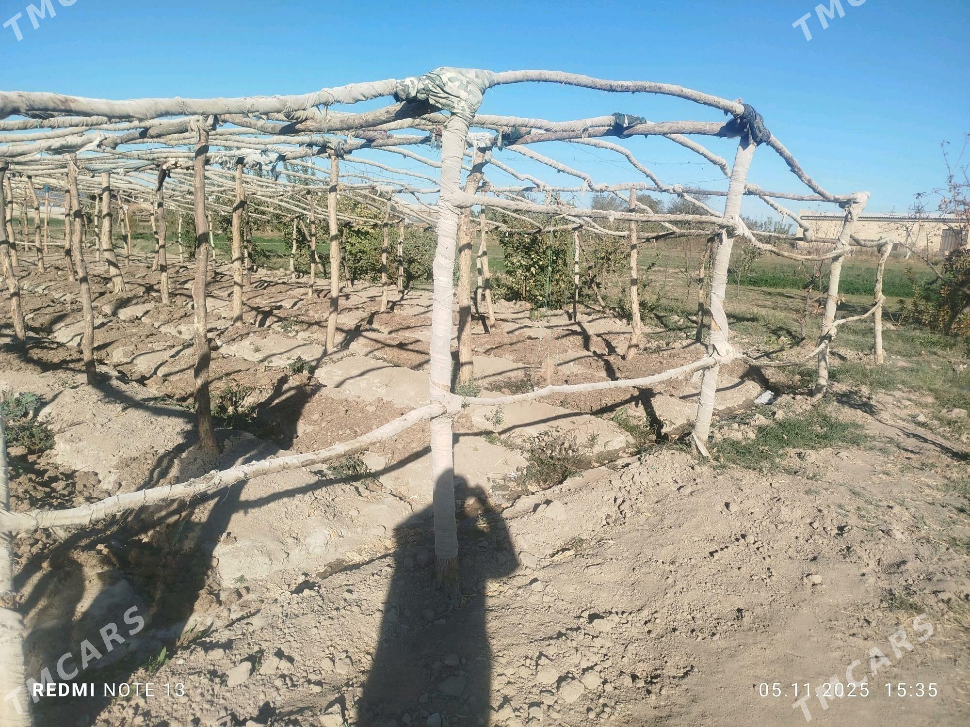 Agaç parnik - Сакарчага - img 2