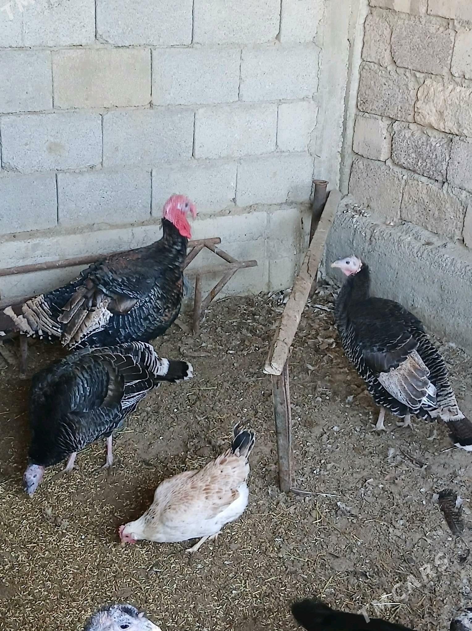 Induk - Яшлык - img 3