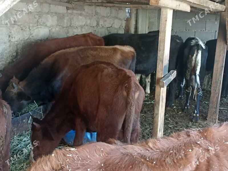 öküzçe tüwe öküz göle - Ашхабад - img 2