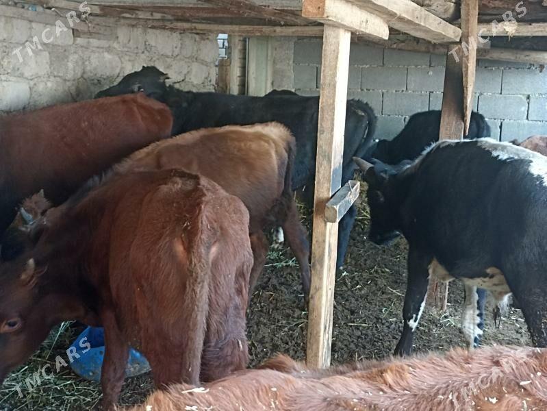 öküzçe tüwe öküz göle - Ашхабад - img 4