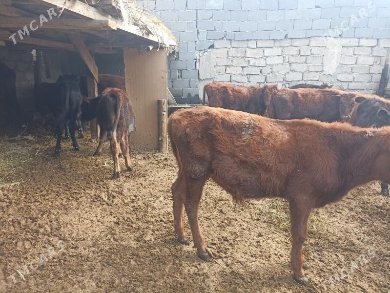 öküzçe tüwe öküz göle - Ашхабад - img 7