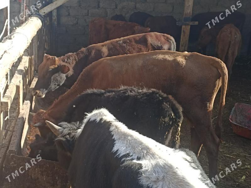 öküzçe tüwe öküz göle - Ашхабад - img 3