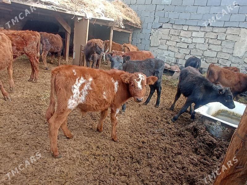 öküzçe tüwe öküz göle - Ашхабад - img 5