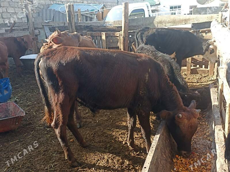 öküzçe tüwe öküz göle - Ашхабад - img 1