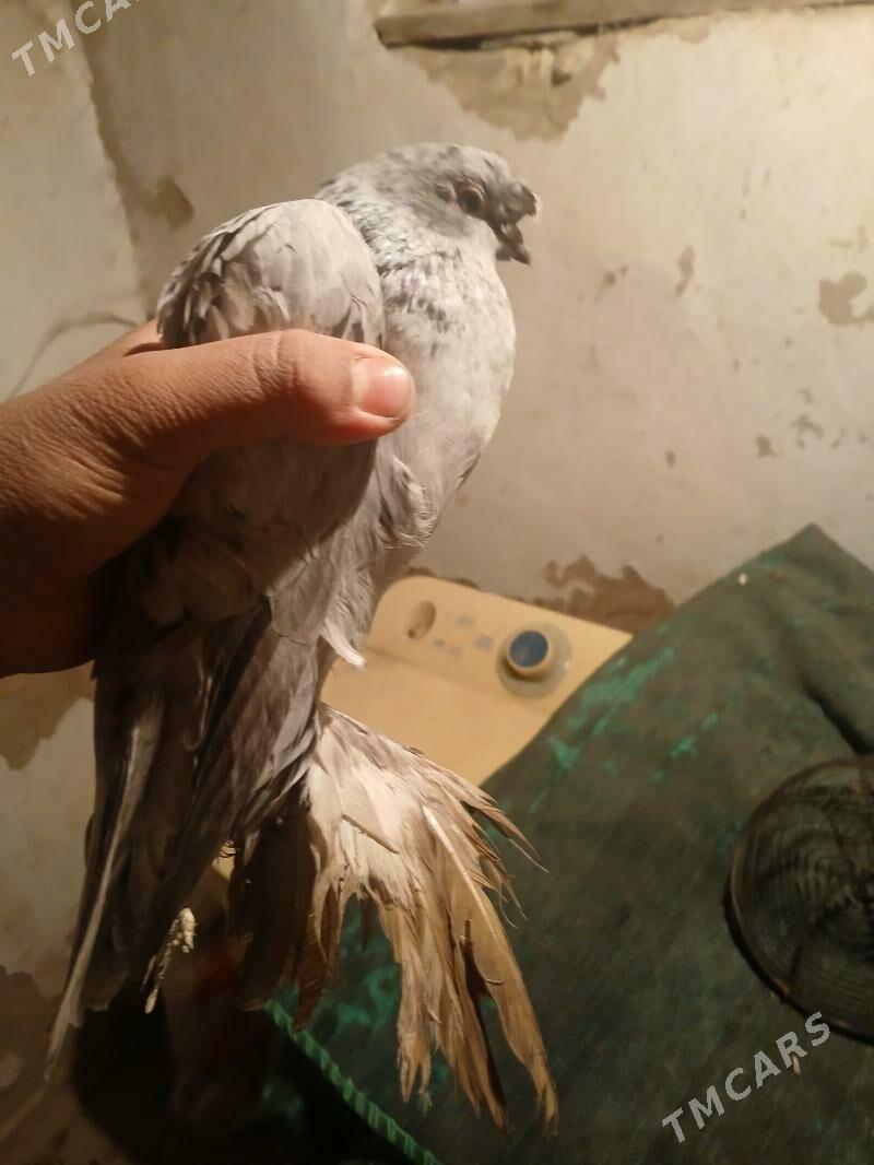 kepderi - Baýramaly - img 4