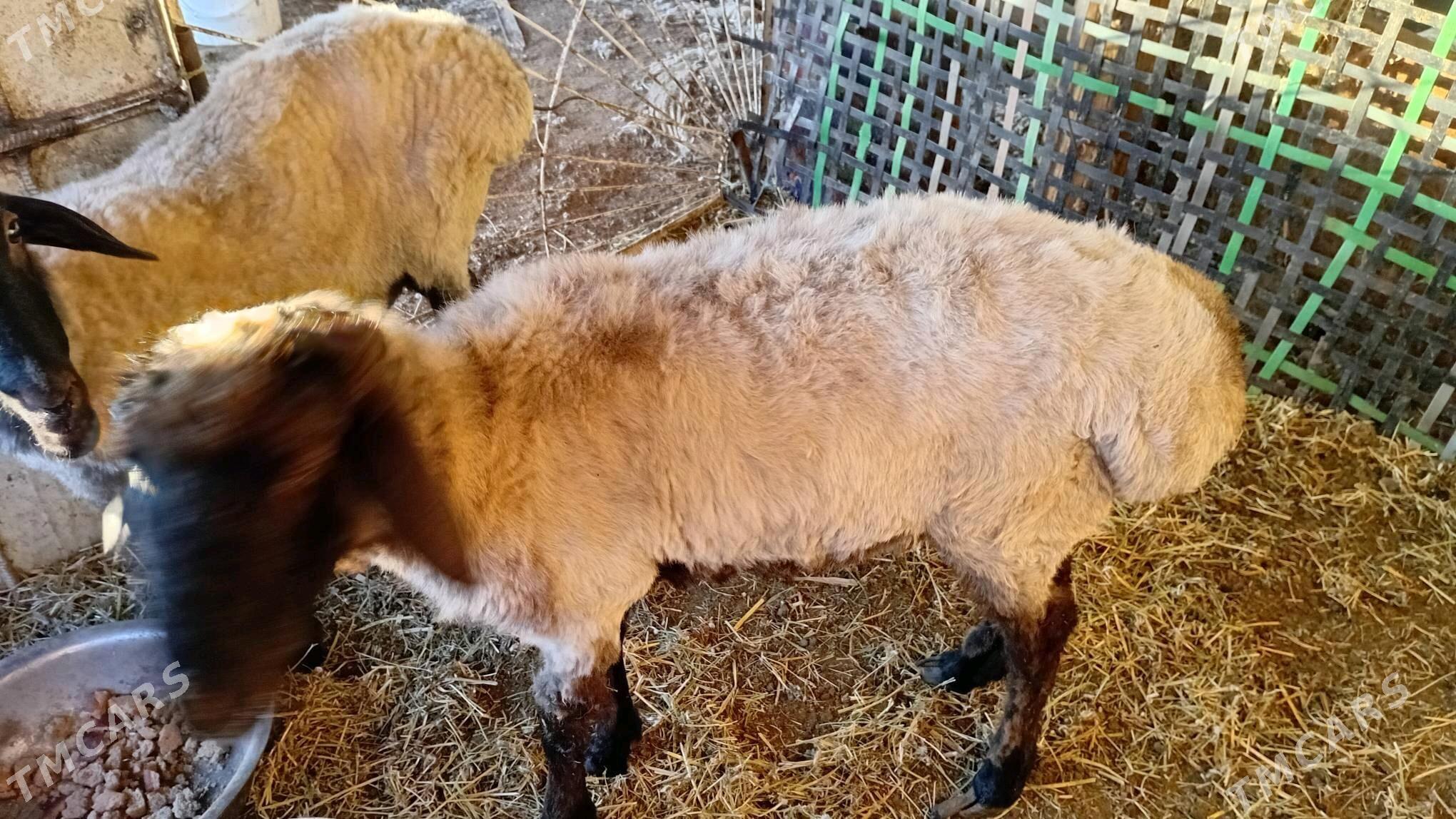 goyun ve koçkar - Türkmenabat - img 3