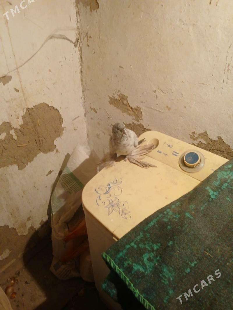 kepderi - Baýramaly - img 2