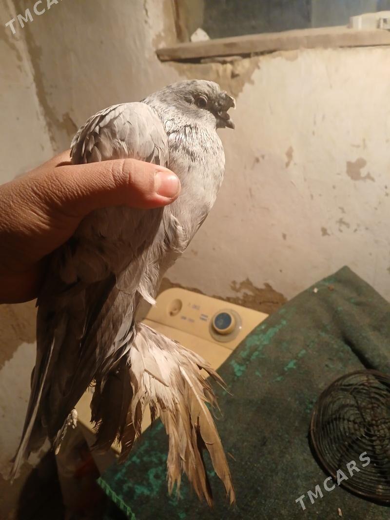 kepderi - Baýramaly - img 3