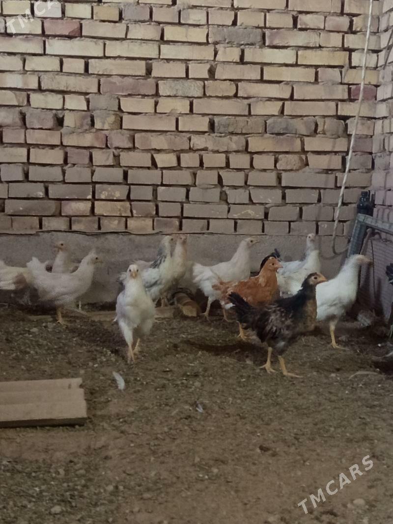 Arassa towuk - Мары - img 2