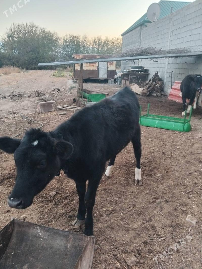 tuwe tohum - Херрикгала - img 3