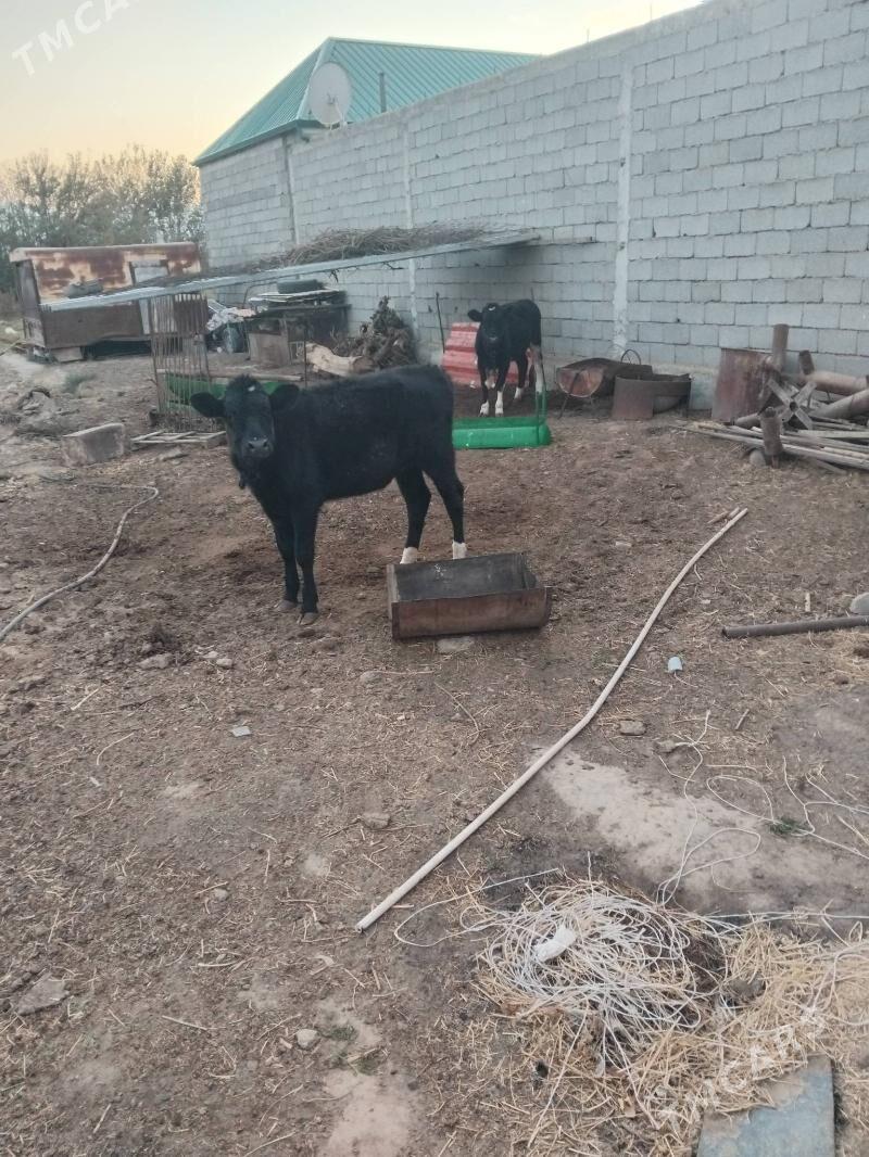 tuwe tohum - Херрикгала - img 1