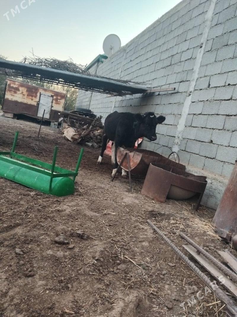 tuwe tohum - Херрикгала - img 2