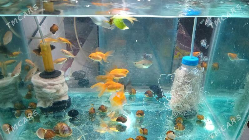 АКВАРИУМ КОМПЛЕКТ - Daşoguz - img 1