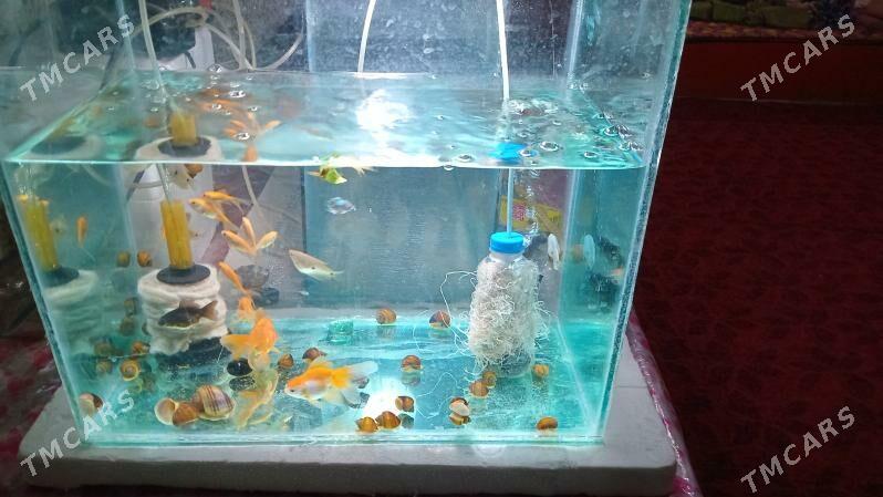 АКВАРИУМ КОМПЛЕКТ - Daşoguz - img 2