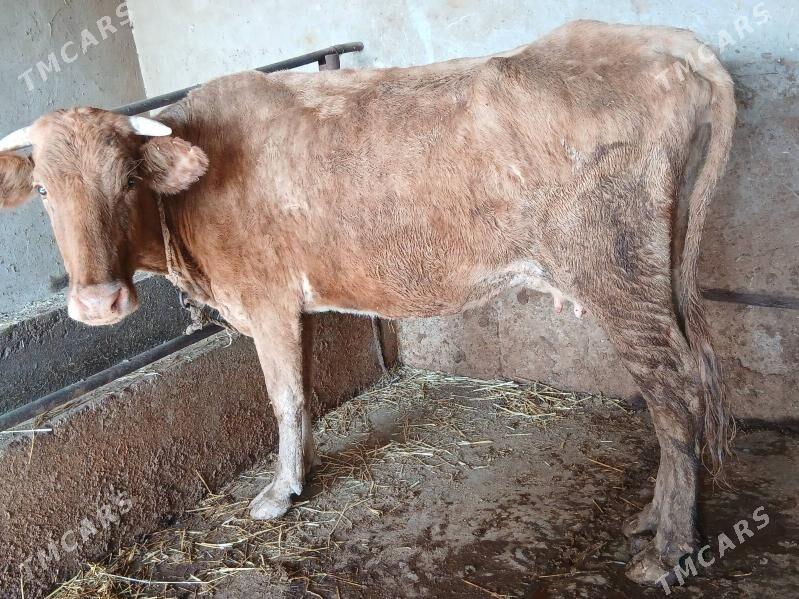 Sygyr - Babadaýhan - img 3