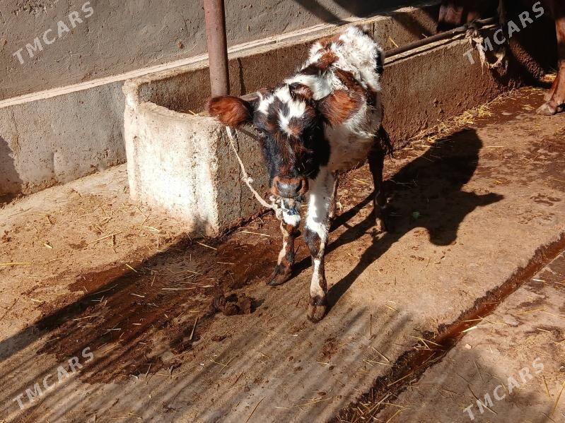 Sygyr - Babadaýhan - img 5