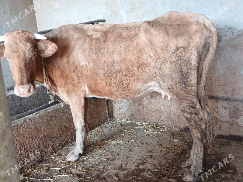 Sygyr - Babadaýhan - img 2