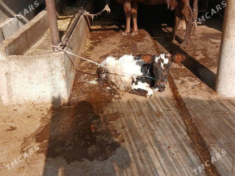 Sygyr - Babadaýhan - img 6