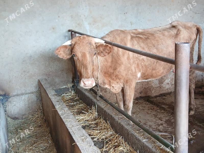 Sygyr - Babadaýhan - img 4