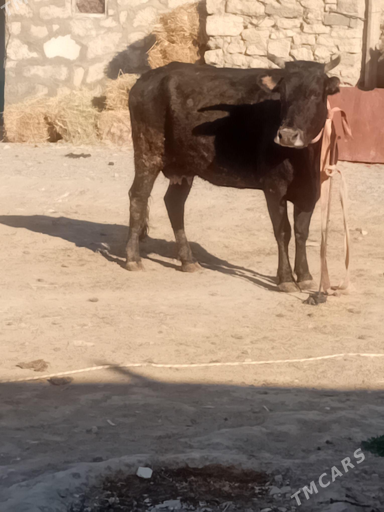 Tohum göleli sygyr - Gyzylarbat - img 2