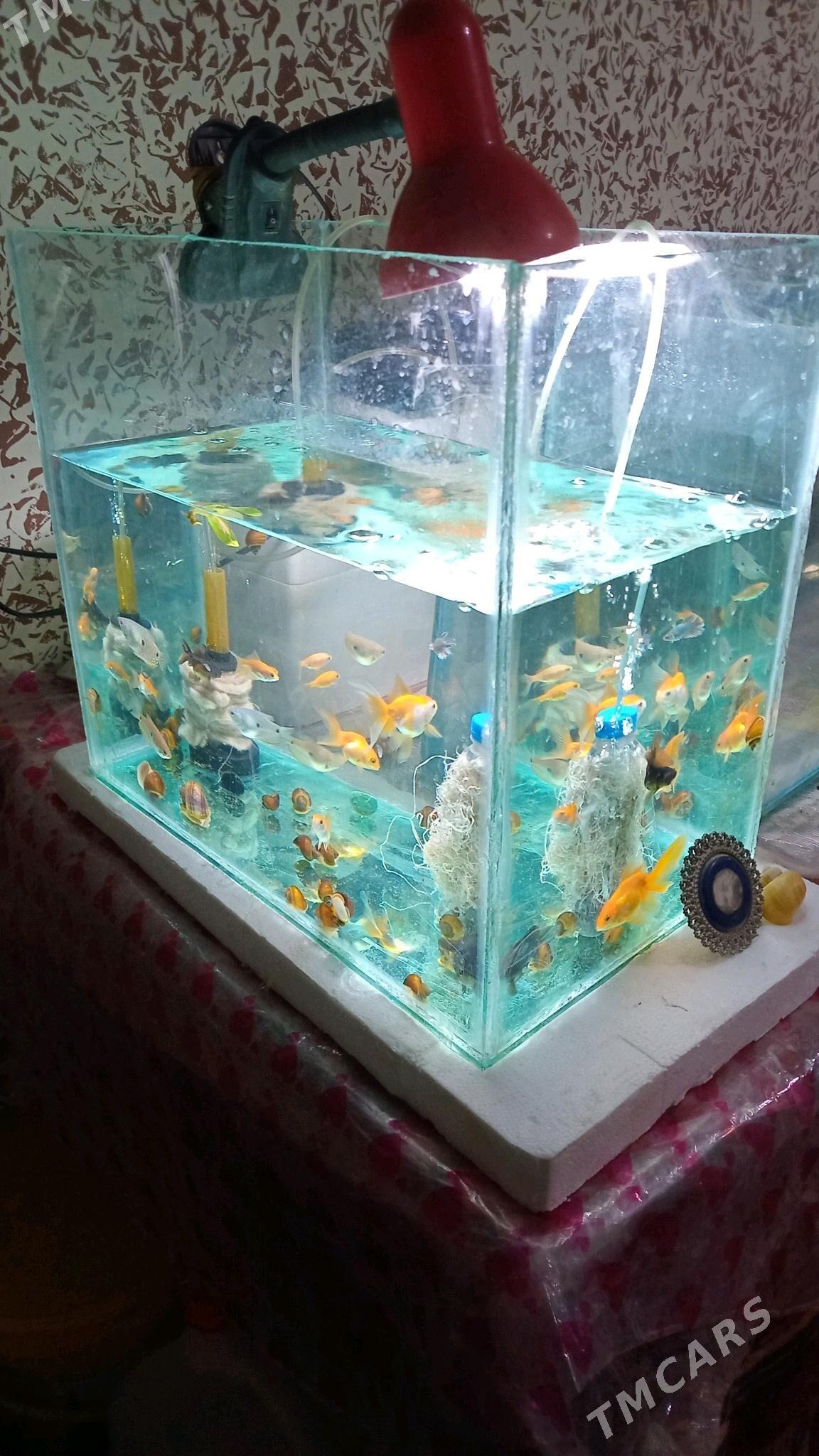 АКВАРИУМ КОМПЛЕКТ - Daşoguz - img 3
