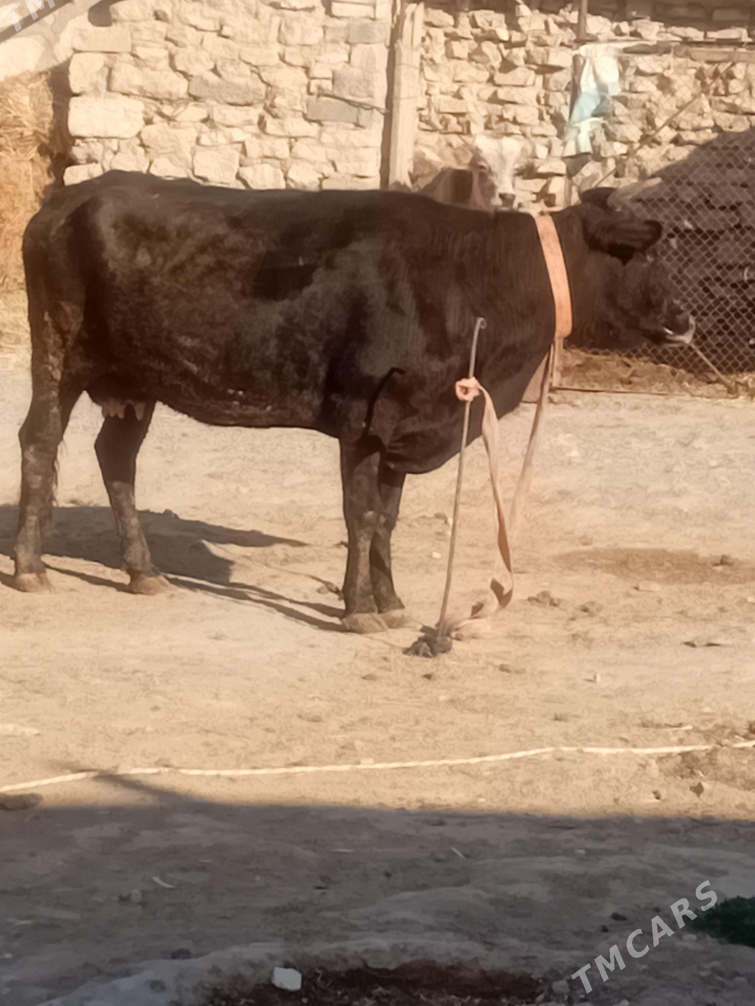 Tohum göleli sygyr - Gyzylarbat - img 3