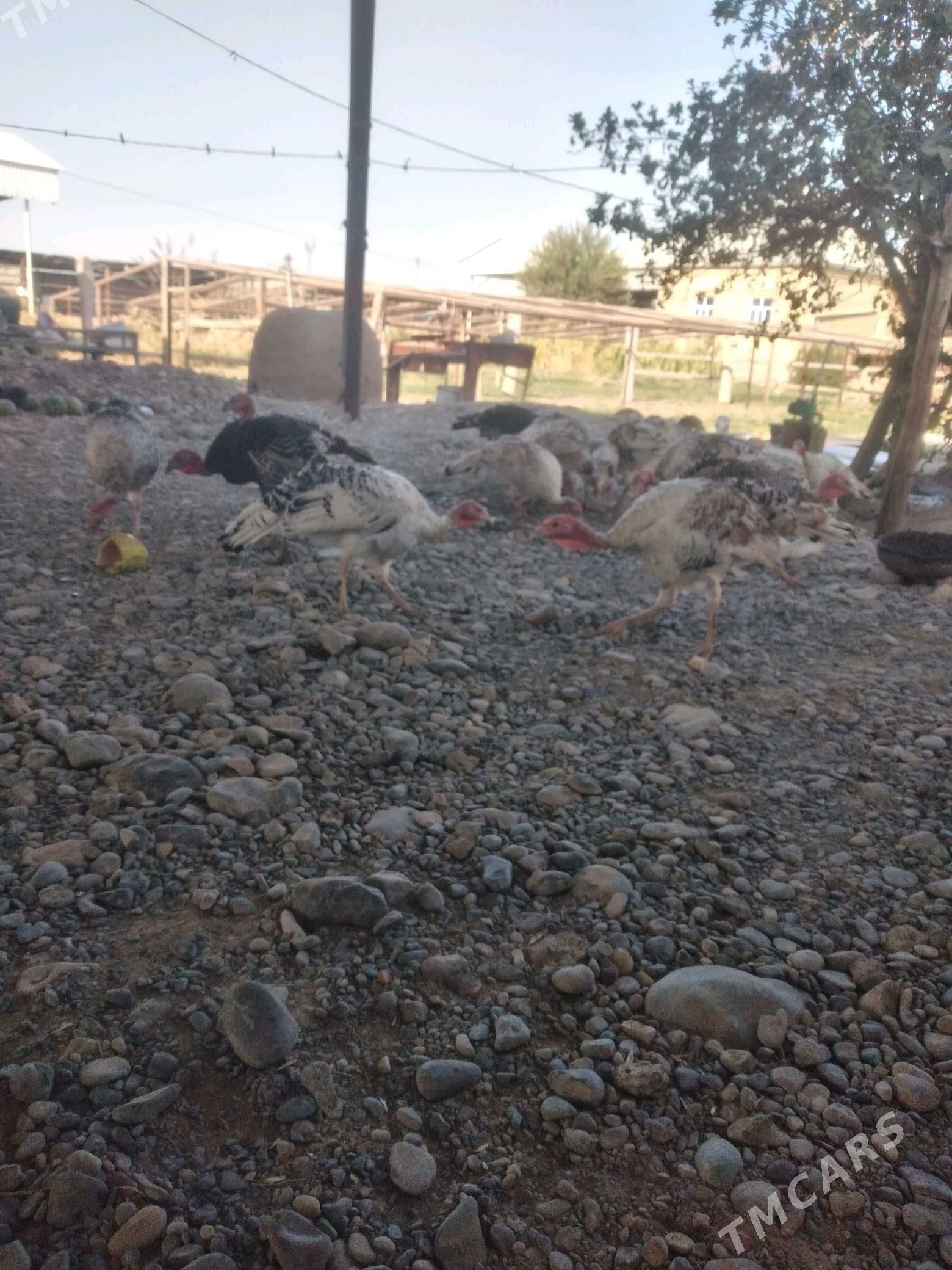 Induk - Мары - img 2