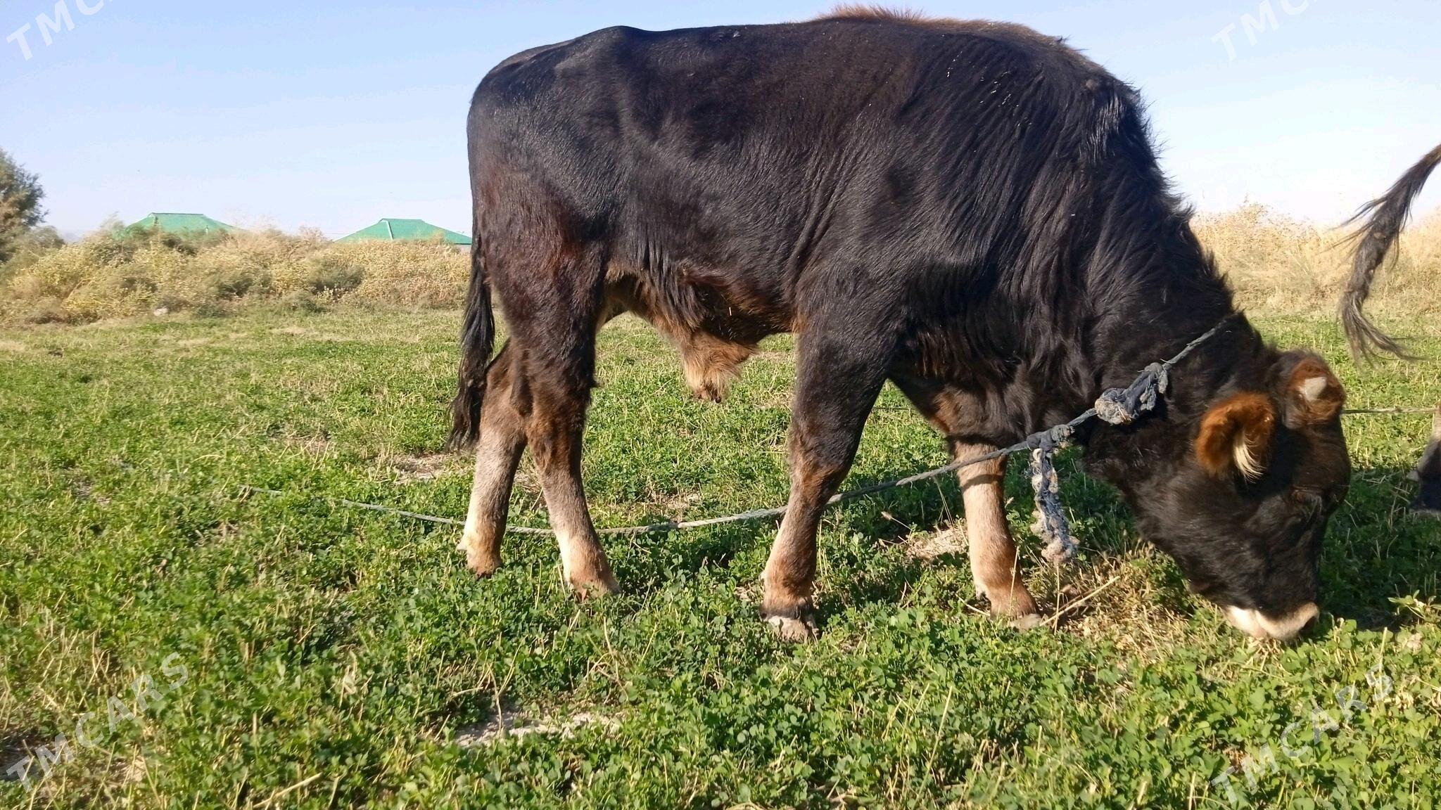 Öküz - Ak bugdaý etraby - img 1