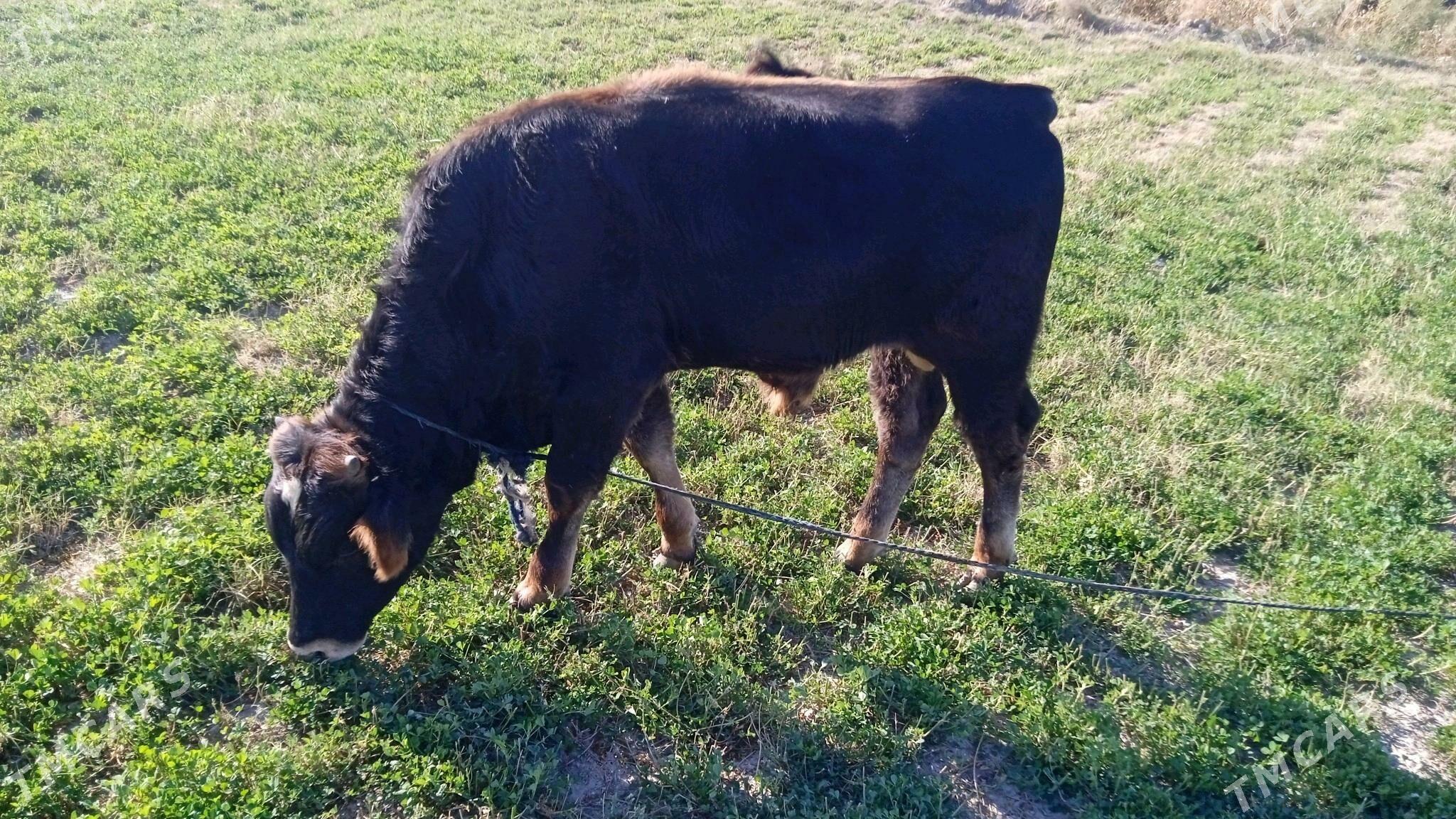 Öküz - Ak bugdaý etraby - img 3