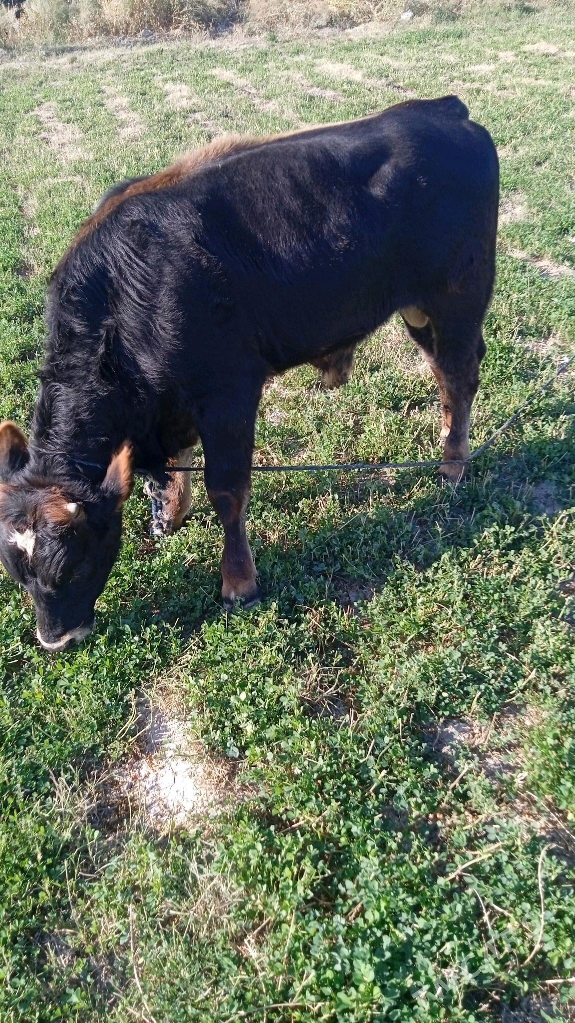 Öküz - Ak bugdaý etraby - img 2