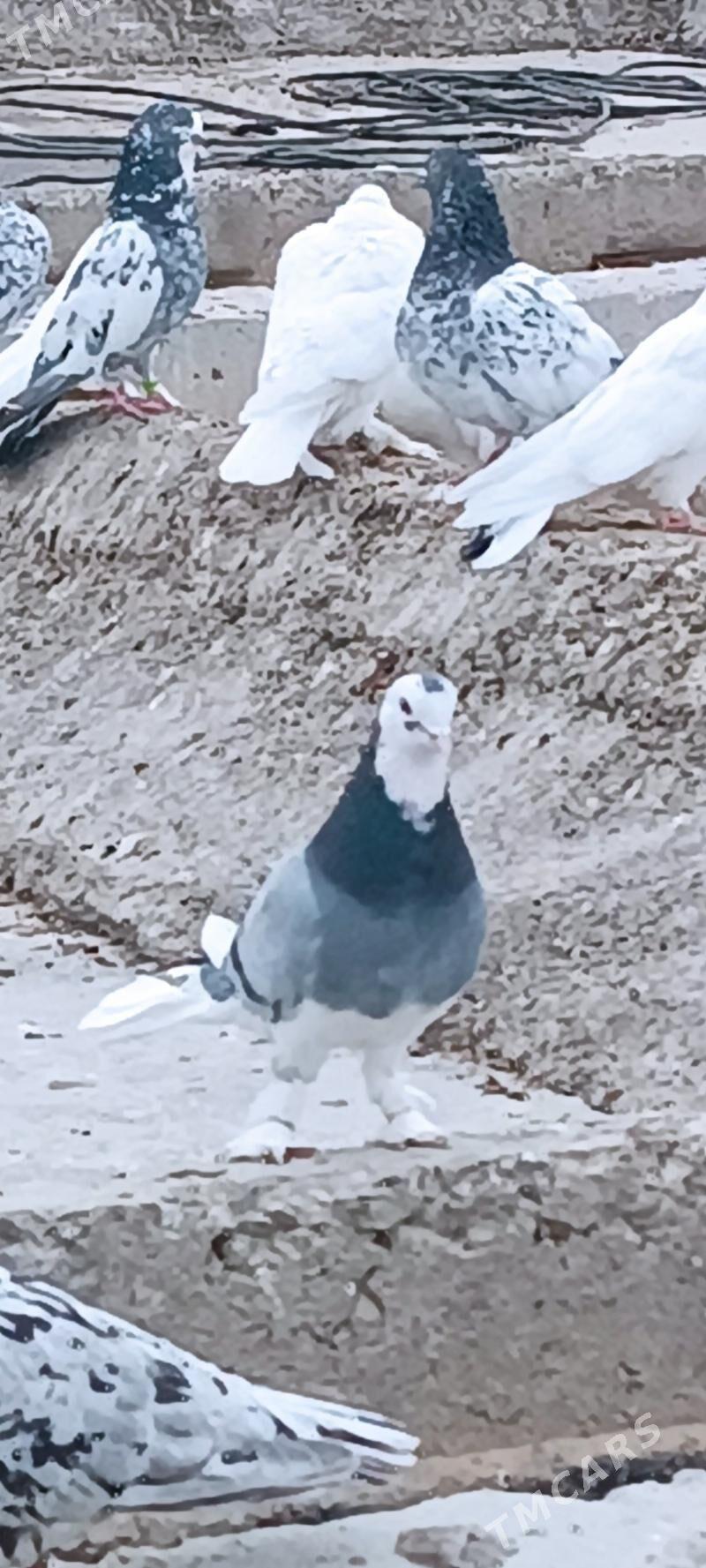 kepderi - Aşgabat - img 1