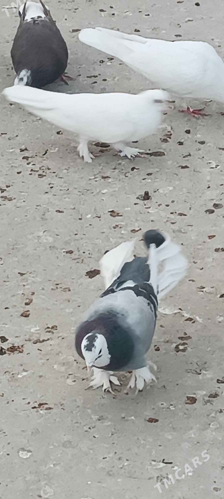 kepderi - Aşgabat - img 4