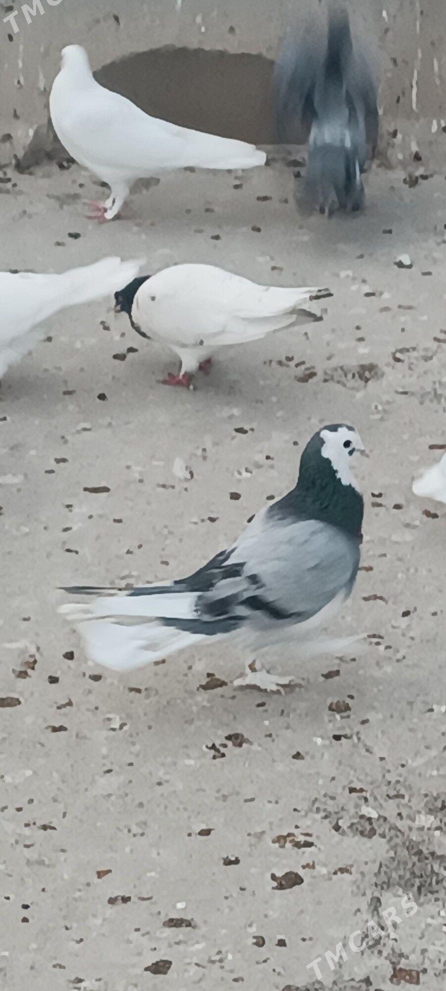 kepderi - Aşgabat - img 6