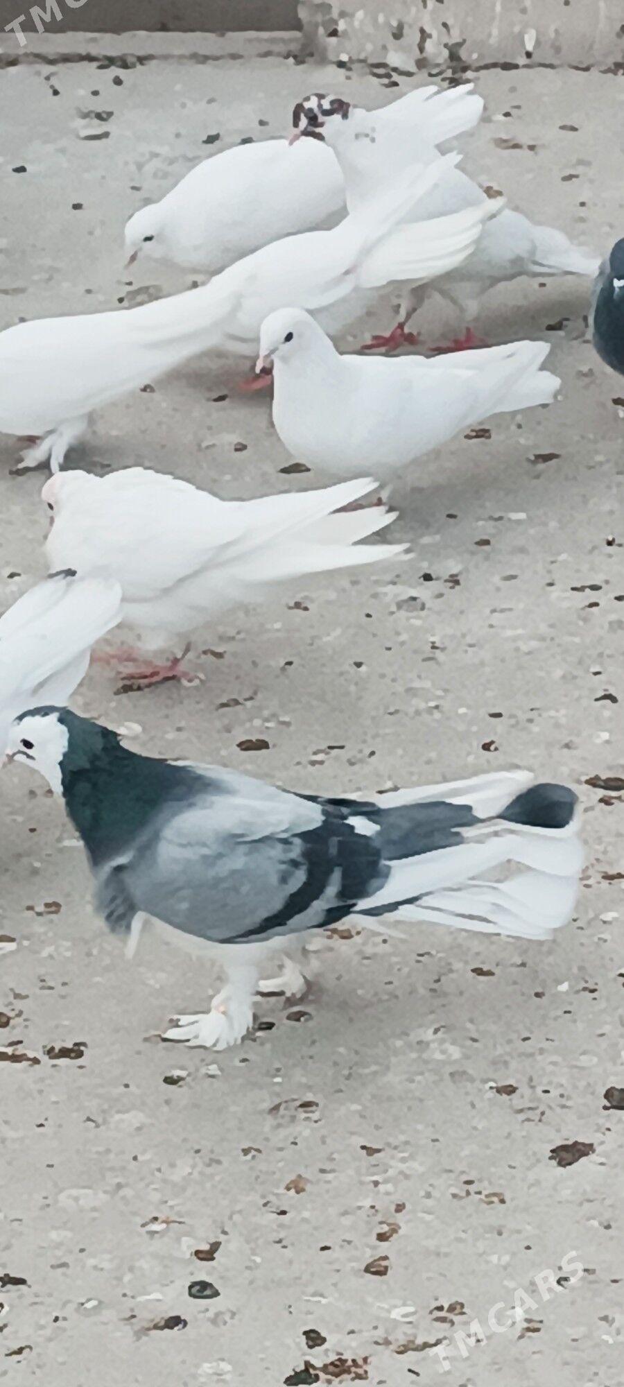 kepderi - Aşgabat - img 5