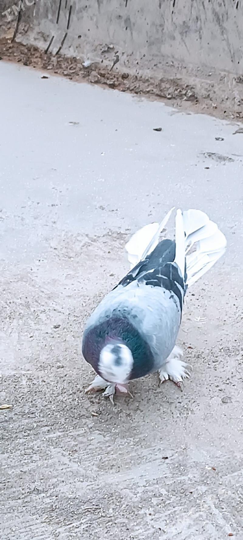 kepderi - Aşgabat - img 2