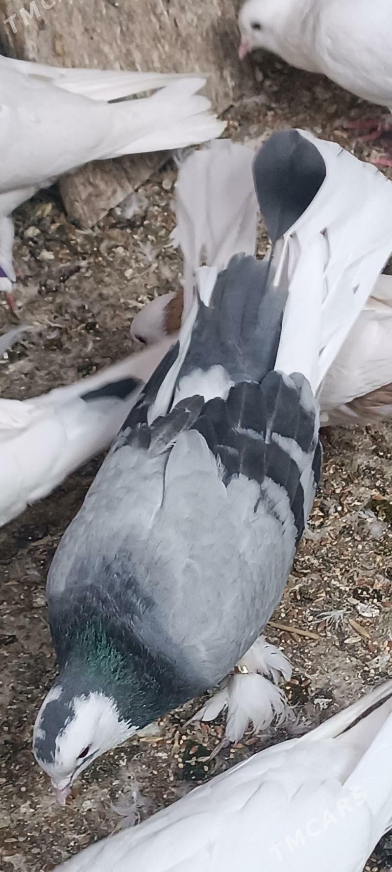 kepderi - Aşgabat - img 9